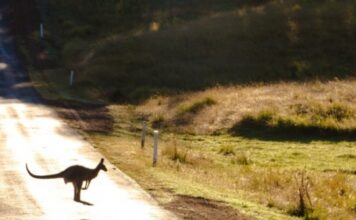 Airbnb приостановил сотрудничество с отелем в Австралии, куда не пустили привитых туристов