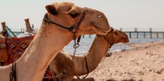 Группа «Аэрофлот» и еще шесть авиакомпаний запросили допуски на курорты Египта