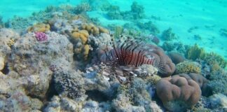 Мишустина попросили расширить список авиакомпаний, имеющих право летать на курорты Египта