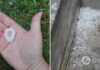 Тернопольщину засыпало градом размером с перепелиное яйцо. Фото и видео
