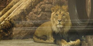 В Кении сбежавший из национального парка лев стал причиной опозданий людей на работу и на учебу