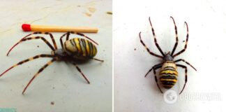 На Закарпатье заметили ядовитых пауков-каннибалов. Фото