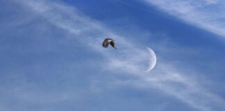 Новолуние 8 августа: чем опасно и что нельзя делать