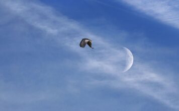 Новолуние 8 августа: чем опасно и что нельзя делать