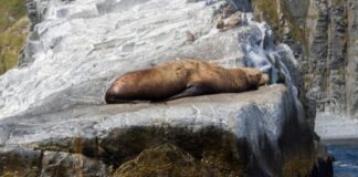 Около трети россиян планируют путешествие на Камчатку в ближайшем будущем