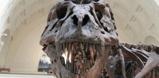 Обнаружены останки динозавра неизвестного ранее вида