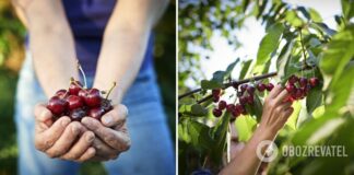 Употребление вишни может снизить риск развития рака: результаты исследования