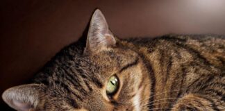 Играла котом в футбол, а подруга смеялась: на Харьковщине разоблачили школьницу, истязавшую животное