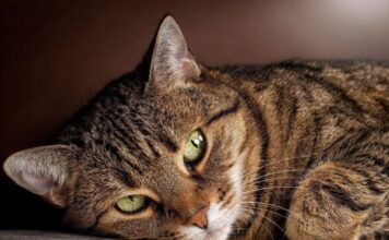 Играла котом в футбол, а подруга смеялась: на Харьковщине разоблачили школьницу, истязавшую животное