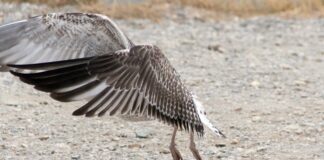 На израильском озере Хула погибли около двух тысяч журавлей