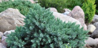 Какой можжевельник выбрать для сада