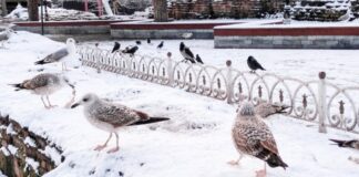 Аэропорт Стамбула возвращается к работе. Но медленно