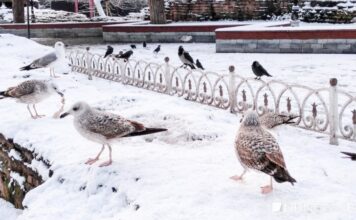 Аэропорт Стамбула возвращается к работе. Но медленно