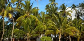 В Португалии начата проверка о предоставлении гражданства Роману Абрамовичу