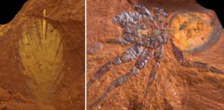В »мертвом сердце» Австралии найдены редкие и хрупкие окаменелости возрастом в миллионы лет
