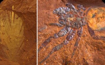 В »мертвом сердце» Австралии найдены редкие и хрупкие окаменелости возрастом в миллионы лет