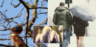 Весенние +13 и небольшие дожди: прогноз погоды в Украине на 22 февраля