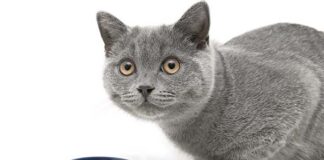 Правильно выбираем корм для кошек