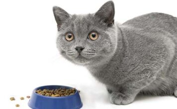 Правильно выбираем корм для кошек