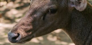 Пять лосят родились на ферме Печоро-Илычского заповедника в Коми