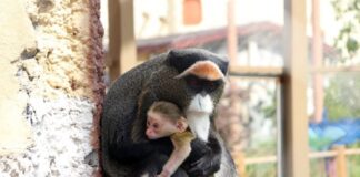 Пополнение в семействе мартышек Бразза произошло в казанском зоопарке