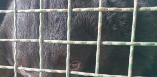 Украинские солдаты под Лиманом нашли контуженного медведя: что случилось со зверем