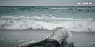 Экоцид из-за войны: тысячи мертвых дельфинов выносит на побережье Черного моря