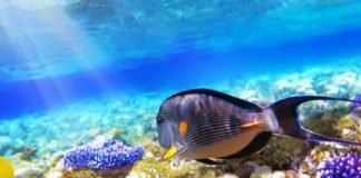 Власти Египта изменили правила покупки алкоголя в магазинах duty free