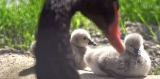 У пары черных лебедей в московском зоопарке родились два птенца