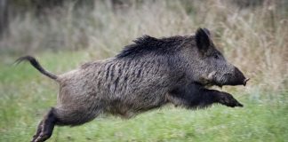 Украинский кабан-патриот обезвредил российскую ДРГ на границе с Беларусью