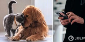 В Украине создадут электронный реестр домашних животных: что нужно знать зоовладельцам