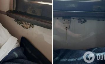 «Бонус к поездке?» Сеть взбудоражили фото грибов, выросших прямо в поезде УЗ. Фото