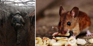 Его зовут Борис, любит чипсы и сало. Военный посоветовал уникальный способ борьбы с мышами на передовой