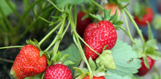 Писатели-дачники: садовод Чехов, пчеловод Толстой и огородник Куприн