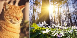 В Украине воцарится весеннее тепло: где 8 апреля будет лучшая погода