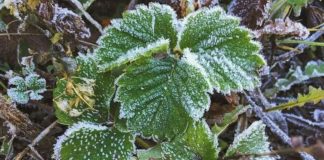 Заморозки и небольшие дожди: синоптики дали прогноз погоды на субботу, 20 апреля