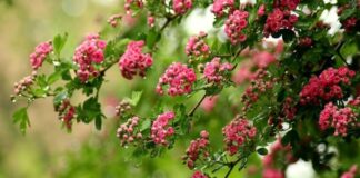 Переменная облачность, временами дожди: синоптики дали прогноз погоды на четверг, 23 мая