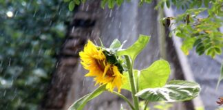 В Украину идут сильные ливни с грозами: синоптик рассказал, где ждать непогоду