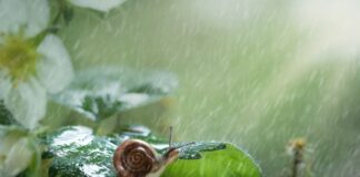 К аномальной жаре в Украине добавятся ливни и мощные грозы: синоптик назвал сроки