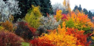 Осень 2024 года: синоптики рассказали, чего ждать от погоды