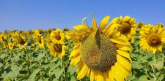 Часть Украины вновь накроет аномальная жара: синоптик назвал даты и области