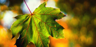 Тепло и солнце охватят Украину на длительный период: синоптик назвала сроки