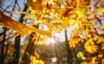 Октябрь в Украине начнется аномальным теплом, но это не надолго: когда ждать заморозков