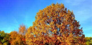 Антициклон заблокирует осадки, воздух прогреется: названа дата потепления в Украине