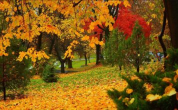 Два дня почти летнего тепла: в трех регионах Украины резко повысится температура