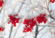 Морозы в Украине ударят с новой силой: где будет -20 и когда ждать потепления