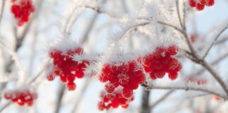 Морозы в Украине ударят с новой силой: где будет -20 и когда ждать потепления