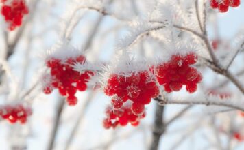 Морозы в Украине ударят с новой силой: где будет -20 и когда ждать потепления