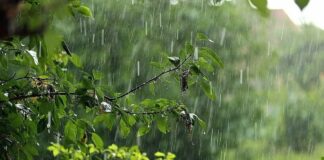 В Украину идут дожди: в двух областях ожидаются ливни и шквалы — названа дата непогоды