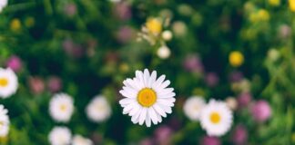 Май не радует теплом: как долго в Украине продержится холодная погода